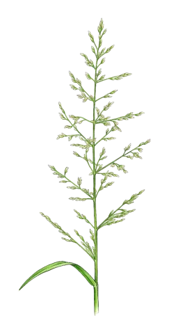 Catabrosa aquatica