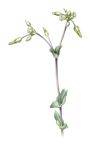 Cerastium perfoliatum