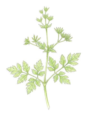 Chaerophyllum nodosum