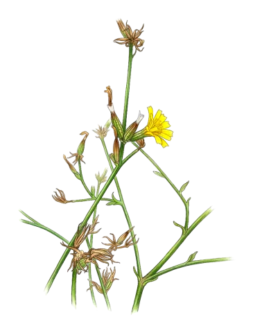 Chondrilla juncea