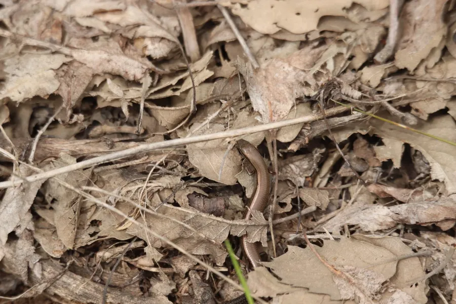 Asian Snake-eyed Skink