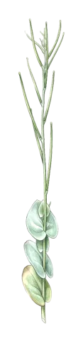 Conringia orientalis