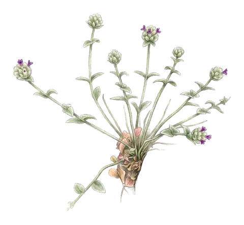 Cyclotrichium straussii