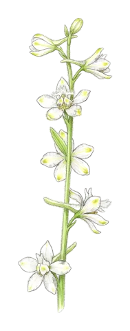 Delphinium kurdicum