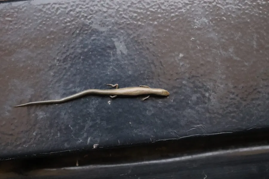 Asian Snake-eyed Skink