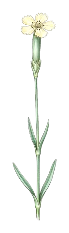 Dianthus cretaceus