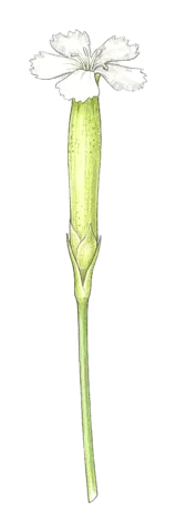 Dianthus siphonocalyx
