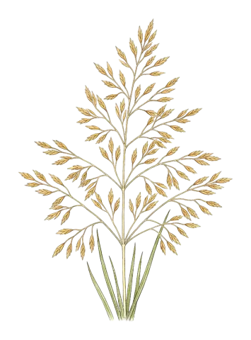 Eragrostis barrelieri