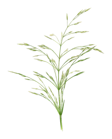 Eragrostis minor