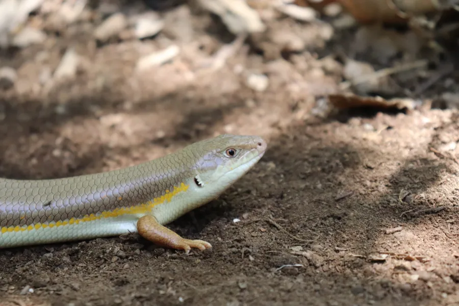 Schneider's Skink