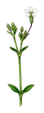 Gypsophila pilosa