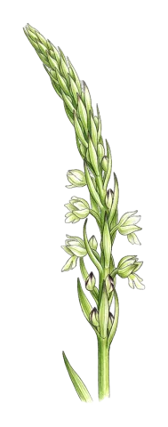 Himantoglossum caprinum