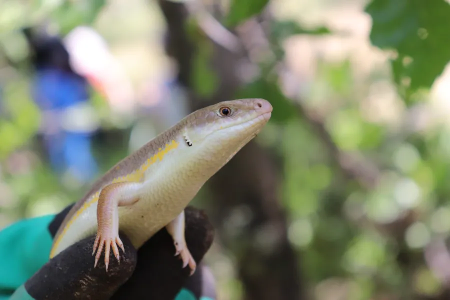 Schneider's Skink
