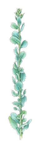 Lactuca aculeata