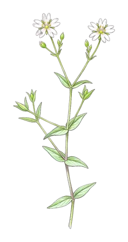 Lepyrodiclis stellarioides