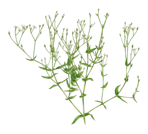 Mesostemma kotschyanum