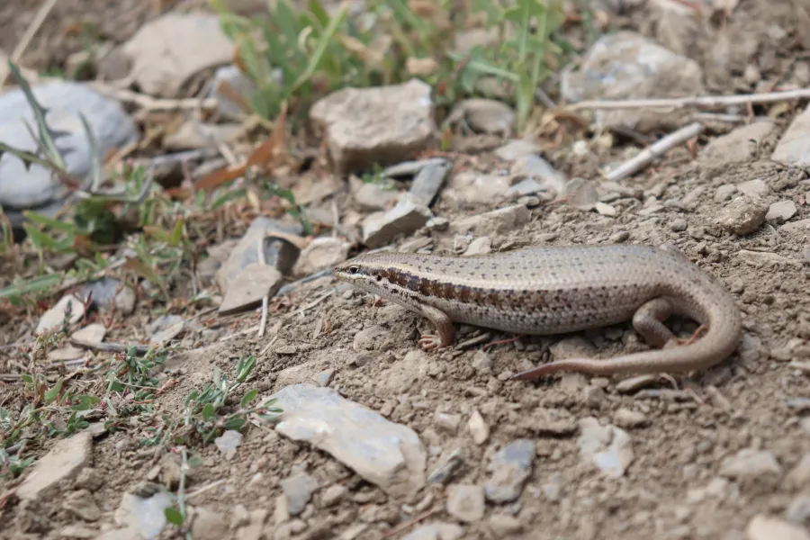Golden Grass Mabuya Southern Grass Skink