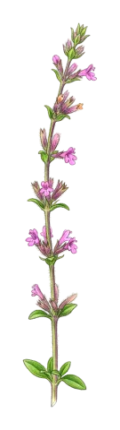 Micromeria persica