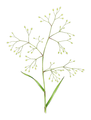 Milium pedicellare