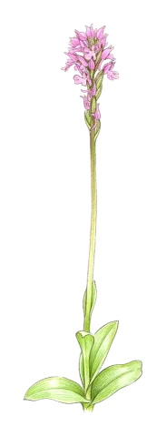 Neotinea tridentata