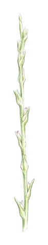 Noaea tournefortii