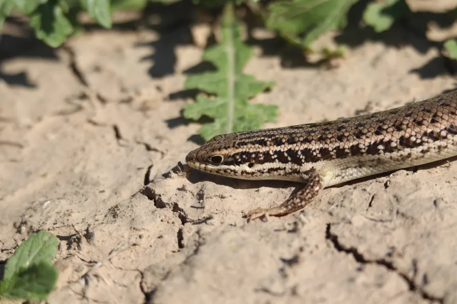 Golden Grass Mabuya Southern Grass Skink