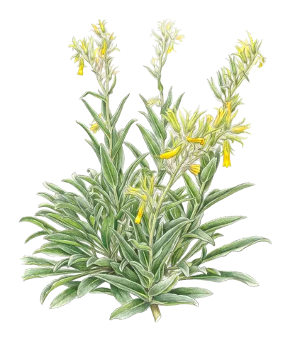 Onosma nemoricola