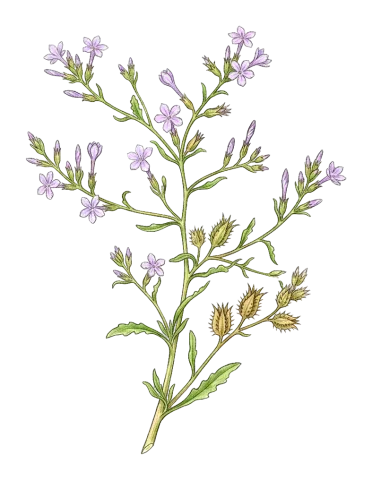 Plumbago europaea