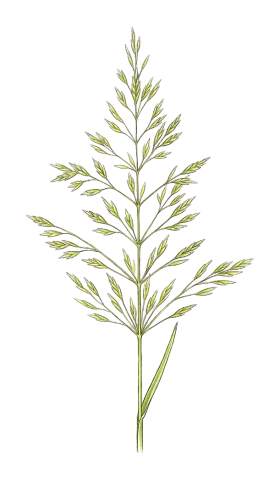 Poa persica