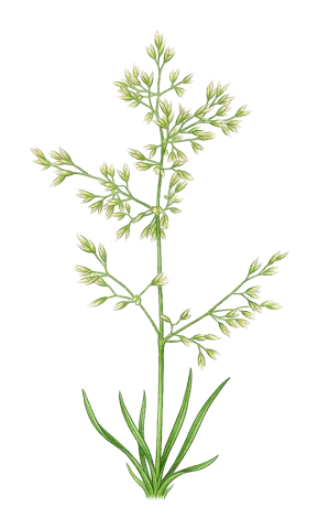 Poa trivialis