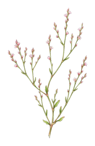 Polygonum arenarium
