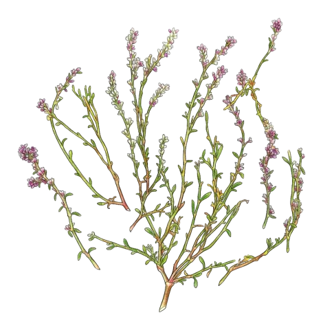 Polygonum argyrocoleon