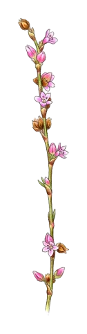 Polygonum equisetiforme