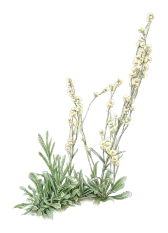 Pseudognaphalium luteoalbum