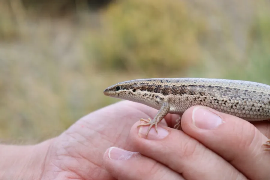 Golden Grass Mabuya Southern Grass Skink