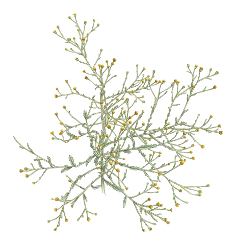 Pulicaria gnaphalodes
