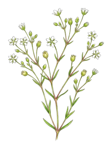 Sabulina tenuifolia