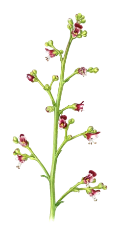 Scrophularia hypericifolia