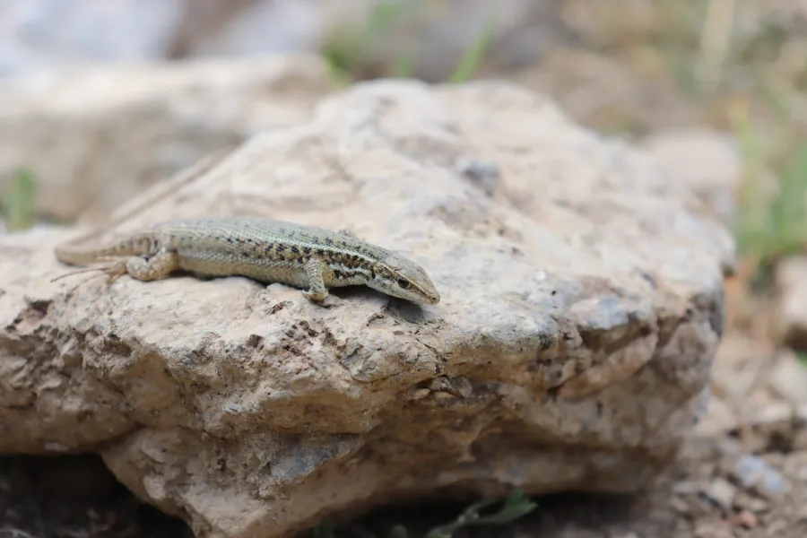Golden Grass Mabuya Southern Grass Skink