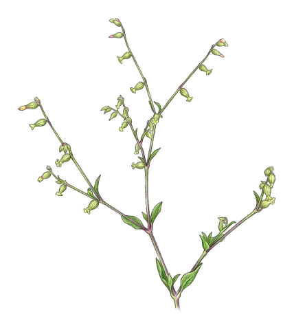 Silene dichotoma