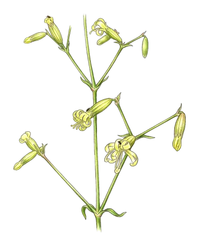 Silene marschallii