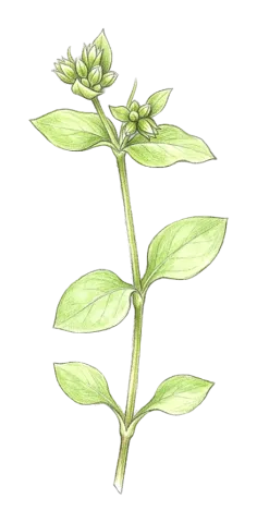 Stellaria apetala