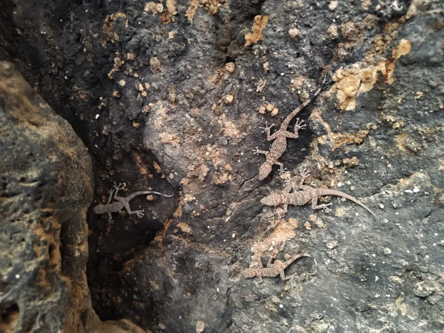 Werner's leaf-toed gecko