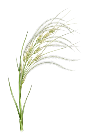 Stipa barbata