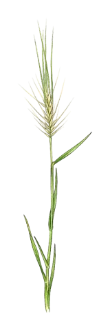 Taeniatherum caput-medusae