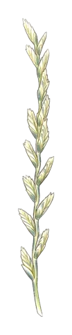 Thinopyrum podperae