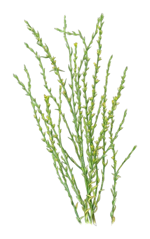 Thymelaea passerina