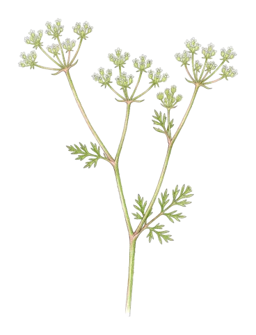 Torilis tenella