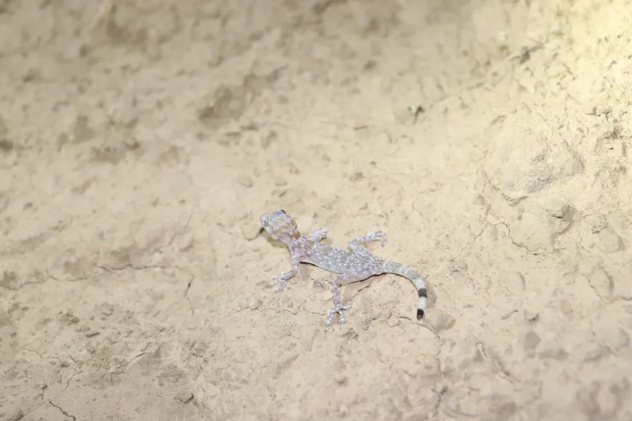 Werner's leaf-toed gecko