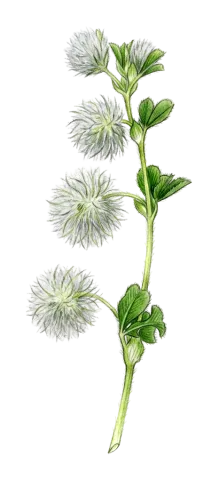 Trifolium pilulare